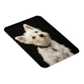 Westie (West Highland Terrier) mit Kragen Magnet (Rechte Seite)