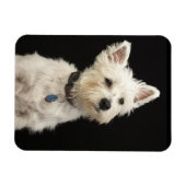 Westie (West Highland Terrier) mit Kragen Magnet (Horizontal)