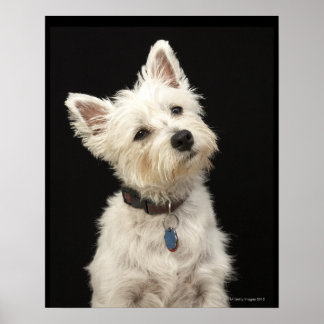 Westie (West Highland Terrier) mit Kragen Poster