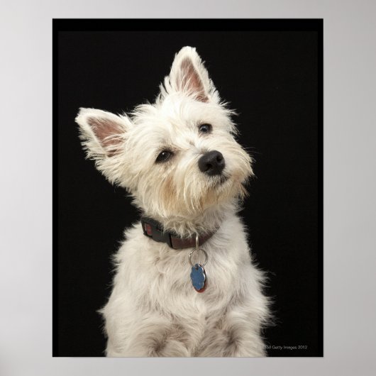 Westie (West Highland Terrier) mit Kragen Poster (Vorne)