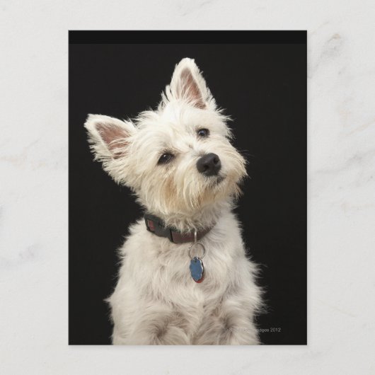 Westie (West Highland Terrier) mit Kragen Postkarte (Vorderseite)