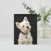 Westie (West Highland Terrier) mit Kragen Postkarte (Stehend Vorderseite)
