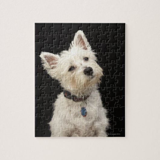 Westie (West Highland Terrier) mit Kragen Puzzle (Vertikal)