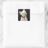 Westie (West Highland Terrier) mit Kragen Quadratischer Aufkleber (Tasche)