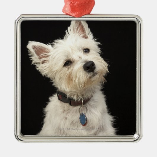 Westie | Westhochland Terrier Silbernes Ornament (Vorne)