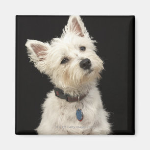 Westie (Westhochlandterrier) mit Kragen Magnet