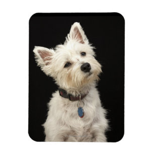 Westie (Westhochlandterrier) mit Kragen Magnet