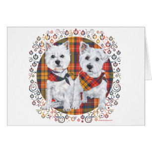 Westies auf Tartan