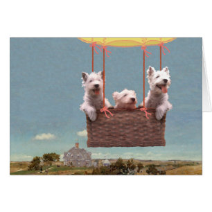 Westies in einem Ballon