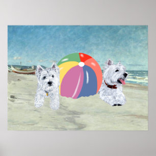 Westies mit einem Strandball Poster