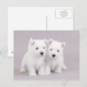 Westies Postkarte (Vorne/Hinten)
