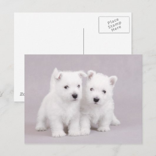 Westies Postkarte (Vorne/Hinten)
