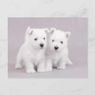 Westies Postkarte
