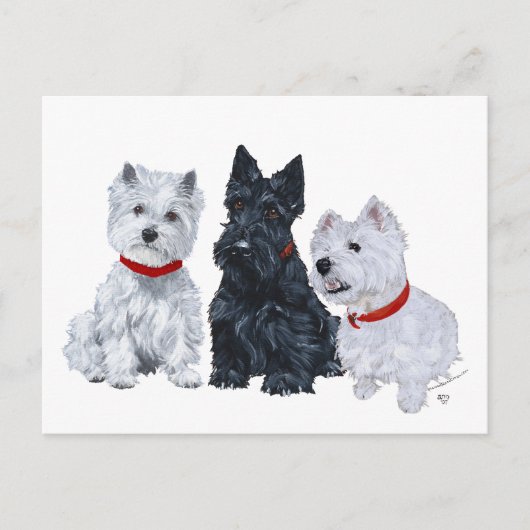 Westies und ein Scottie Together Postkarte (Vorderseite)