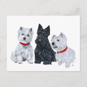 Westies und ein Scottie zusammen Postkarte