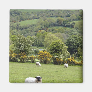 Westirland, Dingle-Halbinsel, breit Magnet