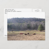 Westkühe Postkarte (Vorne/Hinten)