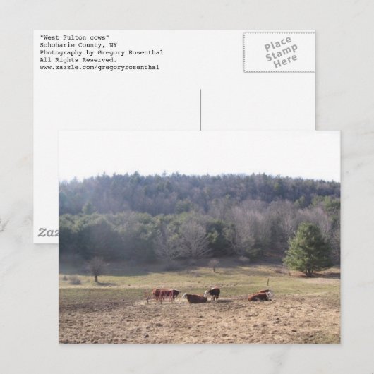 Westkühe Postkarte (Vorne/Hinten)