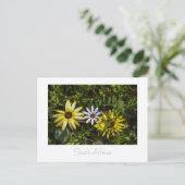 Westküste Aurora Wilde Blume Südafrika SA Postkarte (Stehend Vorderseite)