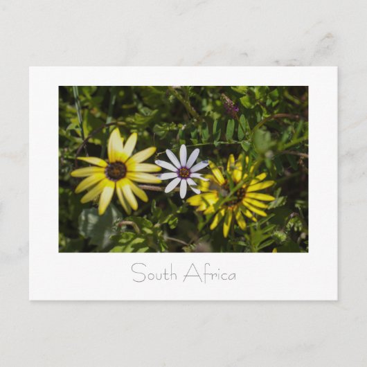 Westküste Aurora Wilde Blume Südafrika SA Postkarte (Vorderseite)