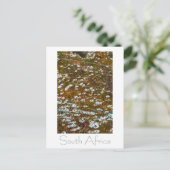 Westküste Südafrika Wilde Blume Postkarte (Stehend Vorderseite)