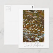 Westküste Südafrika Wilde Blume Postkarte (Vorne/Hinten)