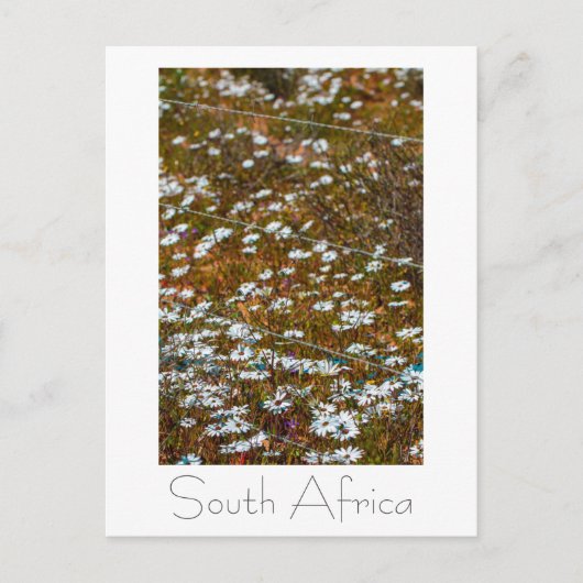 Westküste Südafrika Wilde Blume Postkarte (Vorderseite)