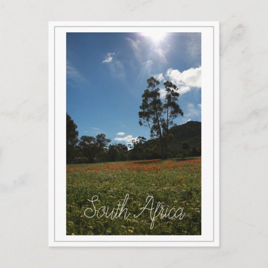 Westküste Südafrika Wilde Blume Postkarte (Vorderseite)