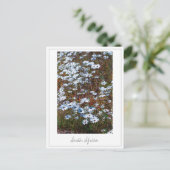 Westküste Südafrika Wilde Blume Postkarte (Stehend Vorderseite)