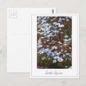 Westküste Südafrika Wilde Blume Postkarte (Vorne/Hinten)