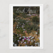 Westküste Südafrika Wilde Blume Postkarte (Vorderseite)