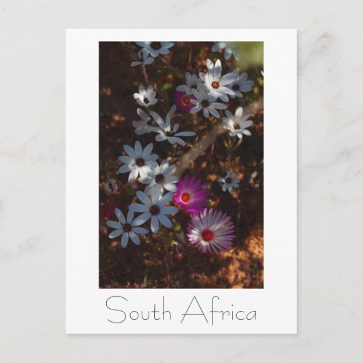 Westküste Südafrika Wilde Blume Postkarte (Vorderseite)