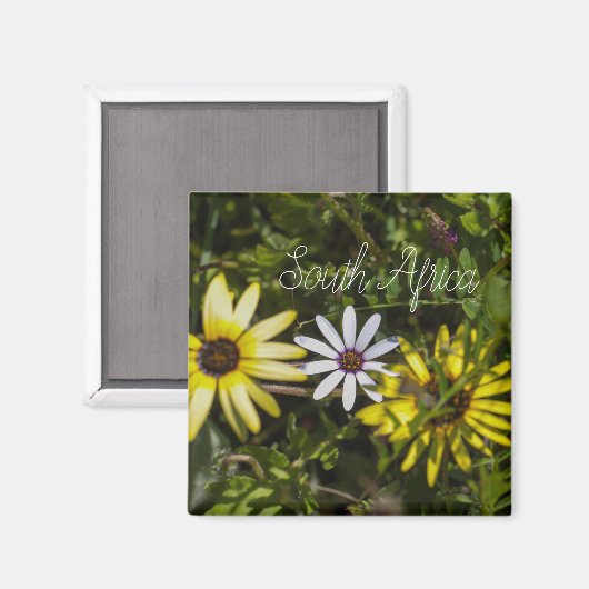 Westküste Südafrika Wilde Blume ZA Magnet (Vorderseite/Rückseite)
