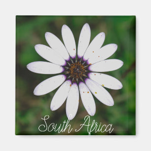 Westküste Südafrika Wilde Blume ZA Magnet