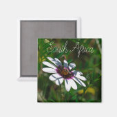 Westküste Südafrika Wilde Blume ZA Magnet (Vorderseite/Rückseite)