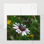 Westküste Wilde Blume Südafrika SA Postkarte (Vorne/Hinten)