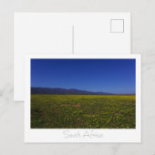 Westküste Wilde Blume Südafrika SA Postkarte (Vorne/Hinten)