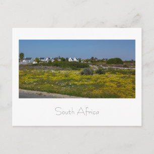 Westküste Wilde Blume Südafrika SA Postkarte