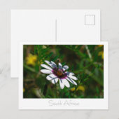 Westküste Wilde Blume Südafrika SA Postkarte (Vorne/Hinten)