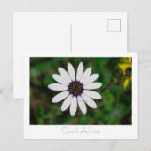 Westküste Wilde Blume Südafrika SA Postkarte (Vorne/Hinten)