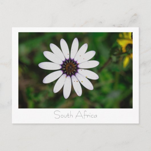 Westküste Wilde Blume Südafrika SA Postkarte (Vorderseite)