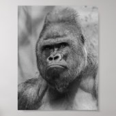 Westland lowland gorilla poster (Vorne)