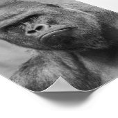 Westland lowland gorilla poster (Ecke)
