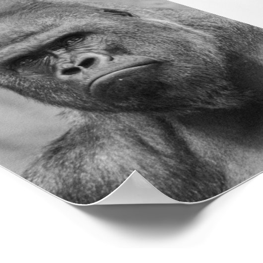 Westland lowland gorilla poster (Ecke)