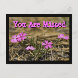Westliche Showy Purple Phlox Wildblume Custom Postkarte
