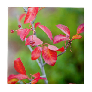 Westliche Traubenkirsche (Prunus Virginiana) im He Fliese