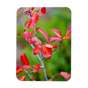 Westliche Traubenkirsche (Prunus Virginiana) im He Magnet
