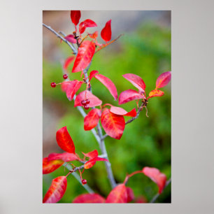 Westliche Traubenkirsche (Prunus Virginiana) im He Poster