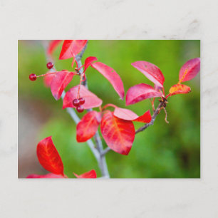 Westliche Traubenkirsche (Prunus Virginiana) im He Postkarte