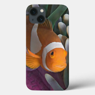 Westlicher Clown-Anemonenfisch Case-Mate iPhone Hülle